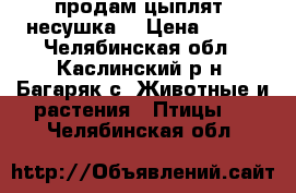 продам цыплят “несушка“ › Цена ­ 150 - Челябинская обл., Каслинский р-н, Багаряк с. Животные и растения » Птицы   . Челябинская обл.